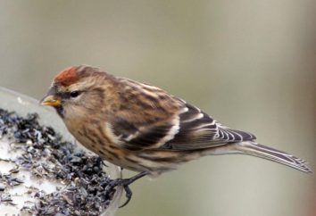 pájaro redpoll: se ve y lo que harakternizuetsya