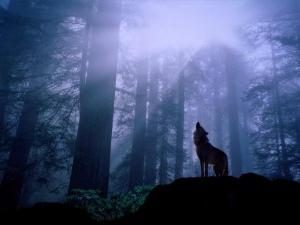La serie "Wolf Lake" – una intrincada fusión de misticismo y romance