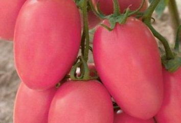 Pomodoro "Pink Stella": recensioni, cura, descrizione della varietà e della produttività
