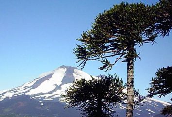 Cilena Araucaria: descrizione e foto
