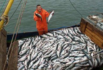 Pesquería. flota pesquera. empresas procesadoras de pescado. Ley Federal "Sobre la pesca y conservación de los recursos biológicos acuáticos"
