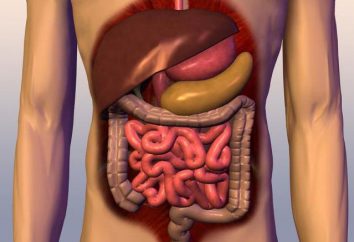 Système digestif humain: structure et fonction (photo)