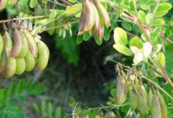 L'Astragalus erbe: l'applicazione di proprietà terapeutiche