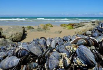 Mussels – qu'est-ce?