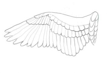 Como desenhar asas? Instrução para iniciantes