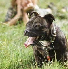 Jaka jest różnica z Staffordshire Terrier pit bull? zdjęcie