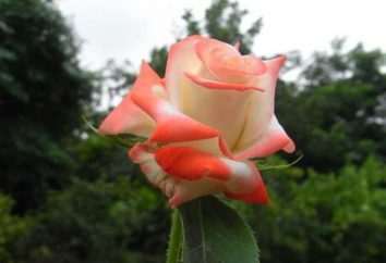 Hybrid Tea Rose imperatrice Farah: descrizione della varietà, recensioni
