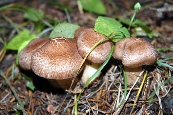 Che sogno per raccogliere i funghi nel bosco? Cosa fanno tranquillanti?