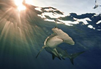 Grande tubarão-martelo: descrição e fotos