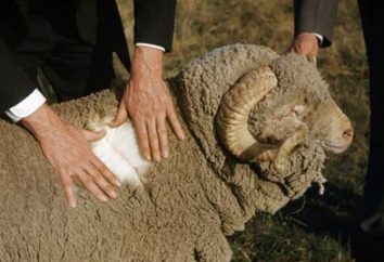 La laine mérinos – quel est-il? Propriétés et produits
