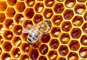 Dlaczego pszczoła umiera po ugryzieniu, i jakie są jego konsekwencje dla człowieka