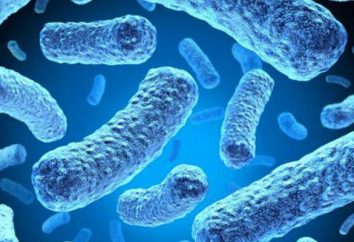 Bakposev die Mikroflora und Empfindlichkeit gegenüber Antibiotika: eine Basis für Analysezwecke zu entziffern