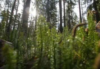 Karelski lasu: ogólny opis i zdjęcia