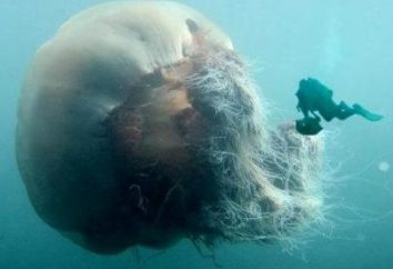 medusas Ártico – o maior água-viva no mundo