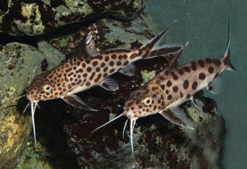 Catfish synodontis: Typen, Beschreibung und Inhalt