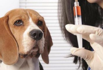 Wie Sie den richtigen intramuskuläre Schwanz Hund machen?
