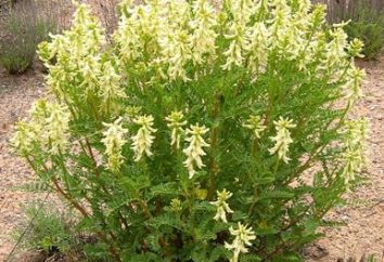Unikalne w skład ziela Astragalus: Właściwości lecznicze