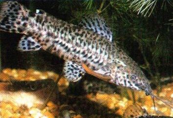 Poisson-chat tarakatum – poissons d'aquarium sans prétention