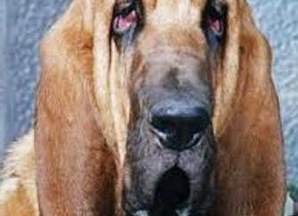 Zapalenie spojówek u psów: leczenie, przyczyny i objawy głównym