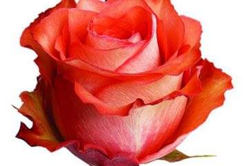 Daring Rose "iguana" come simbolo di amore e passione