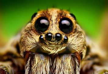 Arachnophobie – qu'est-ce? Les causes et le traitement de l'arachnophobie