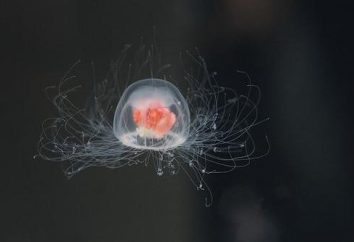 Badania: meduzy żyć wiecznie?