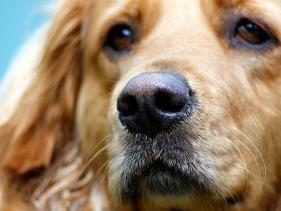 Kilka praktycznych wskazówek, jak napisać ogłoszenie o psa brakuje