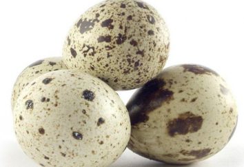 Qual é a vida útil de ovos de codorna na geladeira?