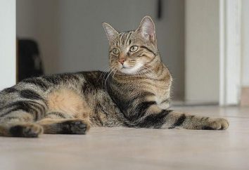 Piękny kot w domu – jest to maksymalna pozytywne!