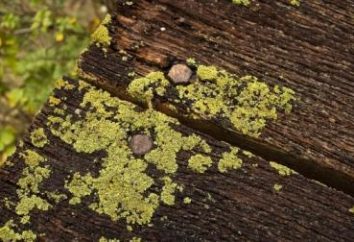Pourquoi les lichens appelés pionniers de la végétation et quel est leur rôle dans la nature?