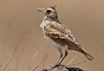 Crested lark: foto y descripción
