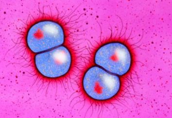 Gonorrea – ¿qué es? Descripción de la enfermedad, los síntomas, el tratamiento