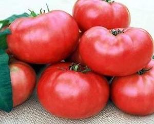 Basso pomodori moltitudini