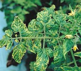 Choroby pomidorów w szklarni: leczenie i zapobieganie