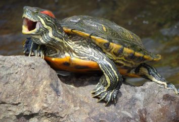 Schildkröten Krasnouhie – Pflege zu Hause