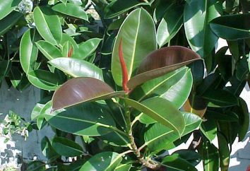 Ficus Robusta: allgemeine Informationen und Anbau