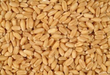 Braga sul grano senza lievito fermentare