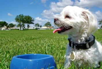 Top cereali per i cani: consigli di veterinari