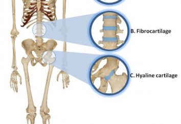 tecido de cartilagem: função e estruturais características