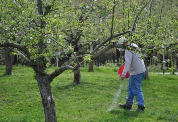 Come dovrebbe essere effettuata la concimazione alberi di mele?