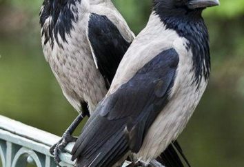 O que está comendo corvo nas condições selvagens e domésticos. O conteúdo do corvo como um animal de estimação