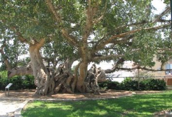 Sycamore albero – gigante del sud