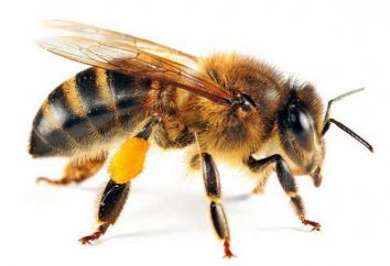 pin miel – quel est-il? Comment déterminer le miel de sapin?