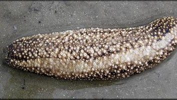 Ogórek morski – unikalny ciało