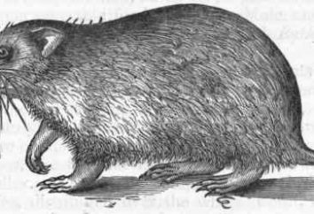 Steppenwolf hamster: la description et la photo. Le hamster mange