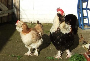 rasy kurczaka Faverolles kurczaka. Francuski rasy kurczaka