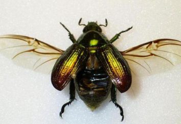 Combien d'ailes d'un insecte? Caractéristiques de la structure des ailes de scarabée