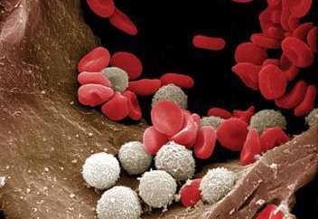 Die Hauptfunktion der weißen Blutkörperchen: eine kurze Beschreibung