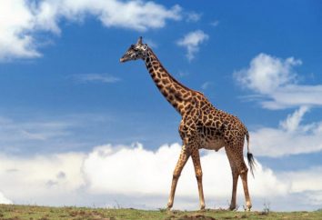 Die Höhe der Giraffe, einschließlich des Halses und des Kopfes. Höhe Giraffe