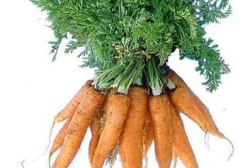 carote vegetali: le proprietà utili di parti aeree